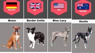 Dog Breeds From Different Countries ||  @theworldinfo647  | Top Dog Breeds || Different Types of Dogs
