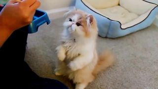 These funny pets