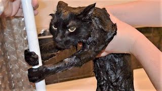 Funny Cats/ Dogs - Funny Animals