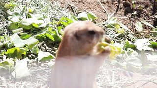 guinea pig eating grass so cute it is