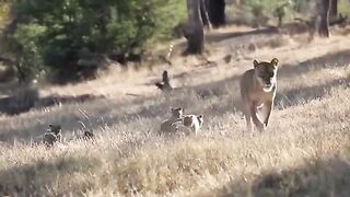 The Lion King Family