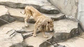 HORROR AT THE ZOO CHINA Lion is just Skin and Bones