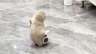 Wow Soo beautiful kitten ????????????????