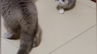 Cat is Funny _shorts