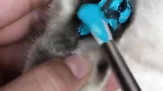 Cats and dogs _ cats meowing