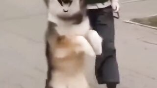 Dog very funny ????