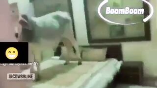 So fanny video