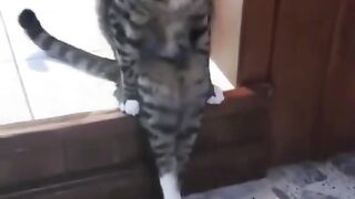 Funny moments cats