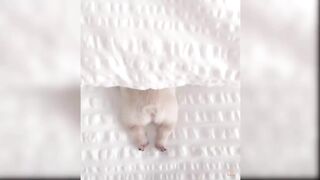 Baby Dogs - Cute and Funny Dog Videos Compilation 2
