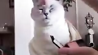 Cute and funny dogs and cats 01