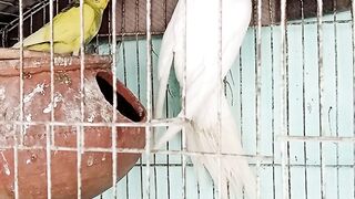 Meray farm ke totay,cocktail parrots