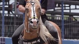 Horse 3