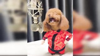 Cute and funny dogs and cats 03