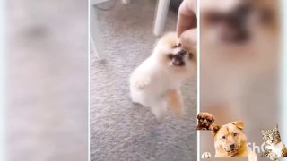 Cute and funny dogs and cats 04