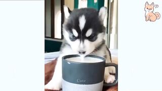 Cute and funny dogs and cats 05