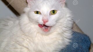 funniest animals 3