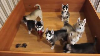 Siberian husky puppies