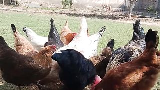 Free range poultry