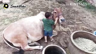 Love animals 2