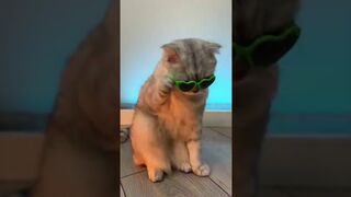 КОШКИ У ВСЕХ ТАК ДЕЛАЮТ????