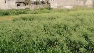Green Town weather