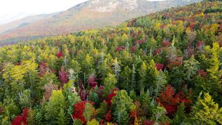 Autumn goliage