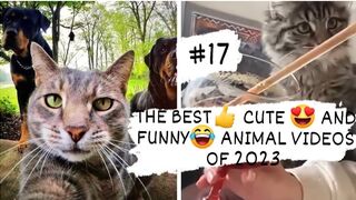 THE BEST- CUTE - AND FUNNY- ANIMAL VIDEOS OF 2023 3