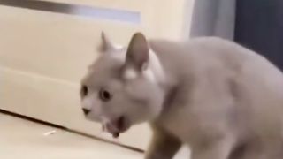 ЭТО ШЕДЕВР!