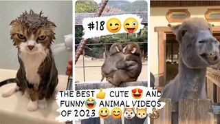THE BEST- CUTE - AND FUNNY- ANIMAL VIDEOS OF 2023 4