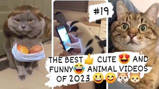 THE BEST- CUTE - AND FUNNY- ANIMAL VIDEOS OF 2023 5