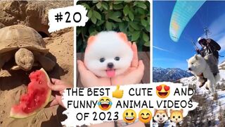 THE BEST- CUTE - AND FUNNY- ANIMAL VIDEOS OF 2023 6