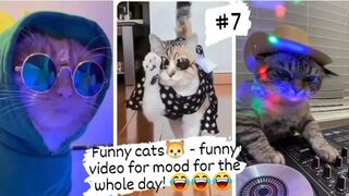 Funny cats- funny video for mood for the whole day!Best moments with pets!