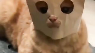 Ces chats sont vraiment en forme !!!