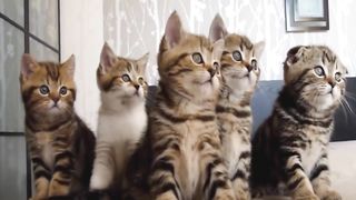 Compilation De Chat Qui Danse