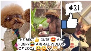 THE BEST- CUTE - AND FUNNY- ANIMAL VIDEOS OF 2023 7