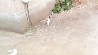 Pregnant domestic cat