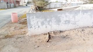 Funny cats 12