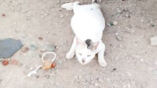 Funniest cat 2
