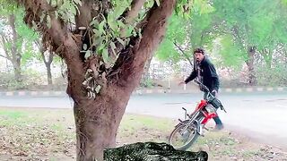 crocodile funny video