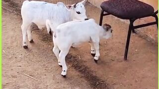 miniature cow's ????