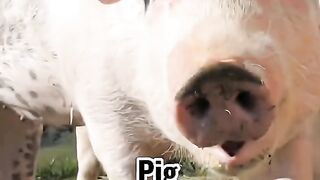 Animals and Islam