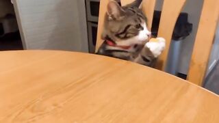 Essayez de ne pas rire des animaux !!!