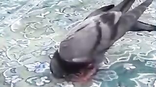 Bird does this in Mecca 1 Alhamdulillah