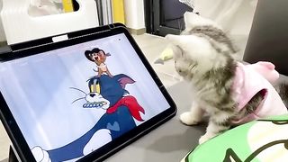 Funny ???? cats and dogs video