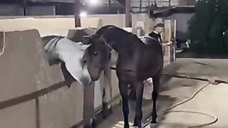 Cheval enerveee