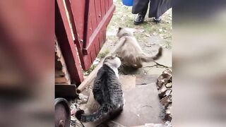 Funny animals, cats and dogs
