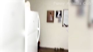 Funny Cats and Dogs Videos ???? - Funniest Animal Videos 2023! ????