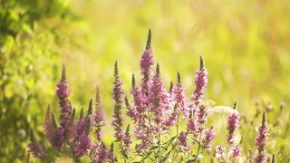 Beautiful Relaxing Music for Stress Relief • Meditation Music, Sleep Music, Study Music 6