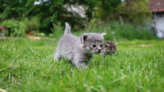 funny kittens have fun