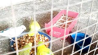 Budgies eat food.